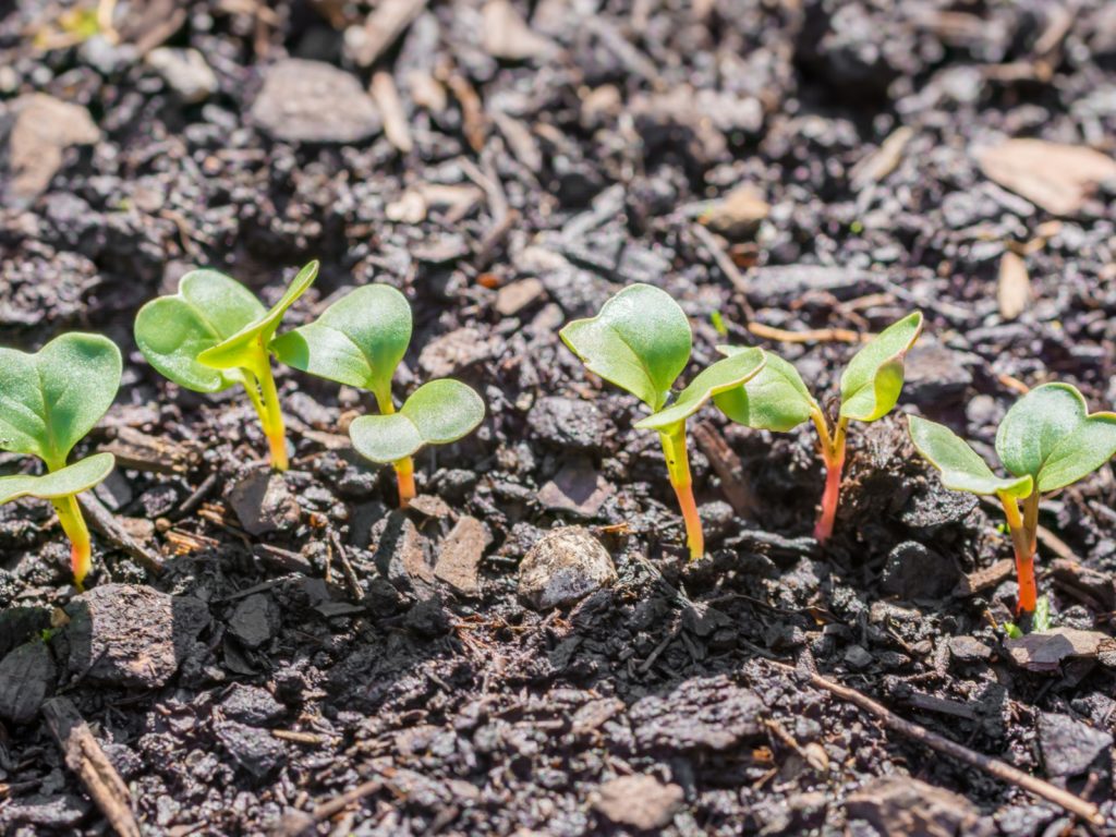 Environment-Based Education Program